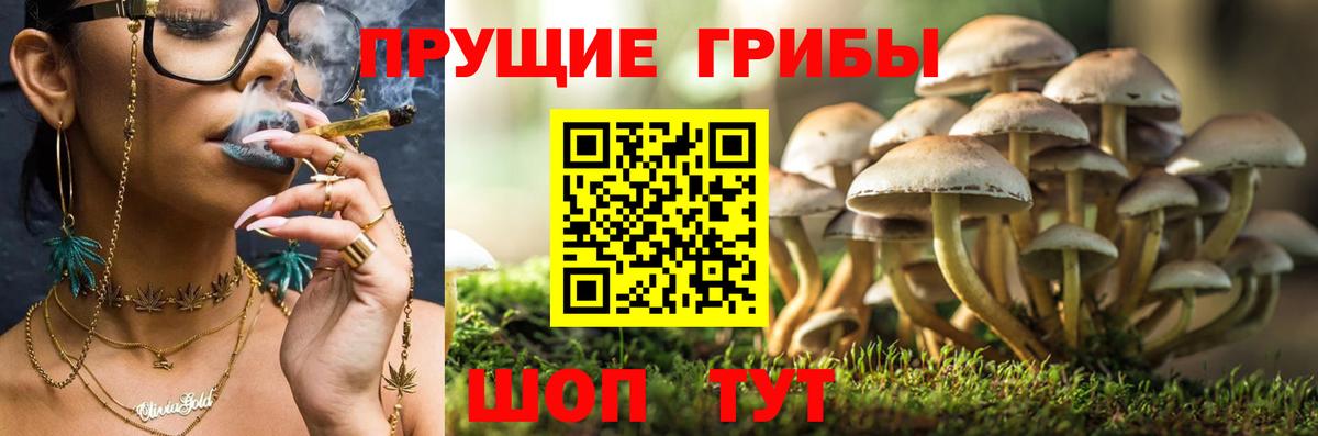 Галлюциногенные грибы Psilocybe  Галлюциногенные грибы Psilocybe  Барабинск  Вход с VPN 
